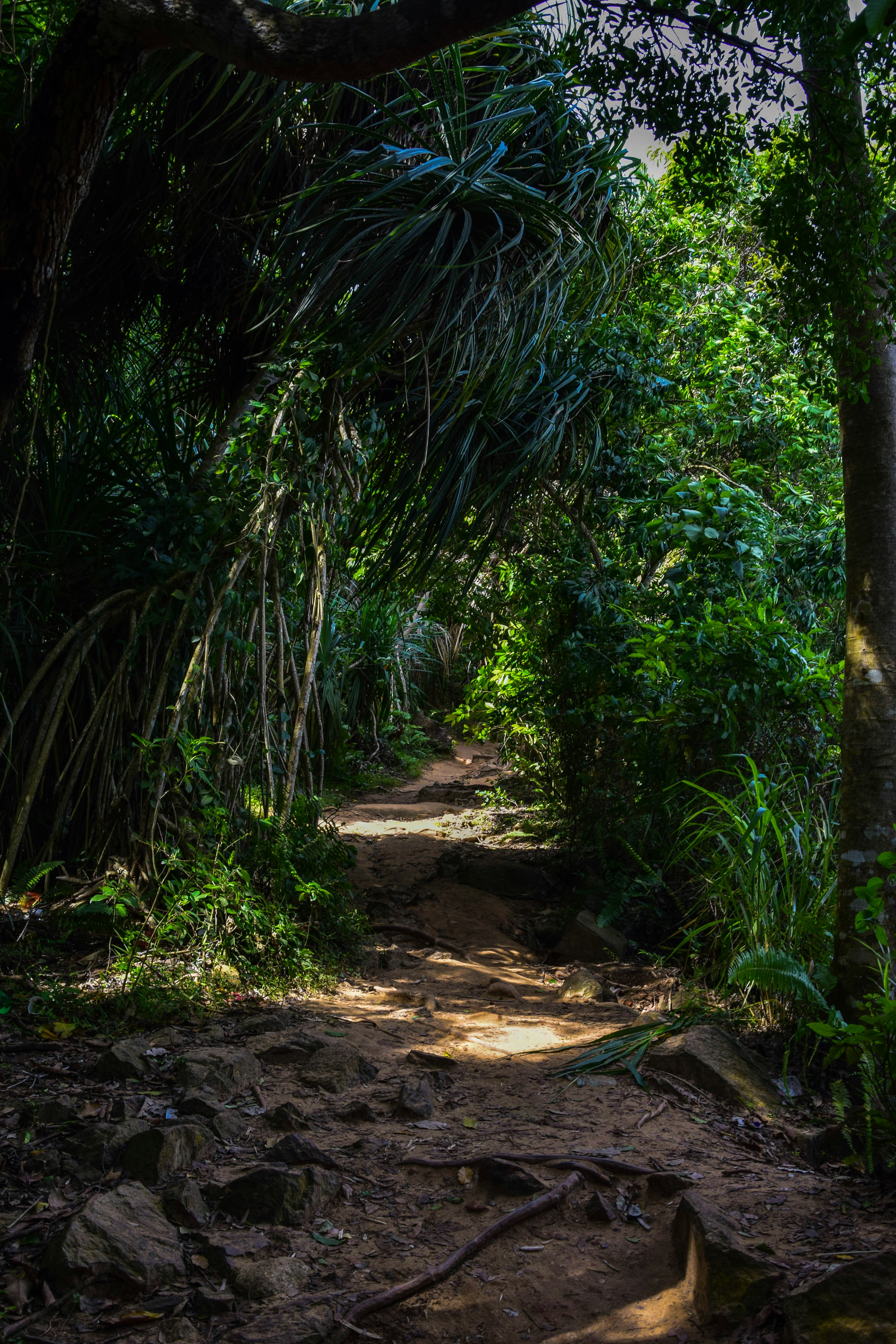 a dirt path in the middle of a forest