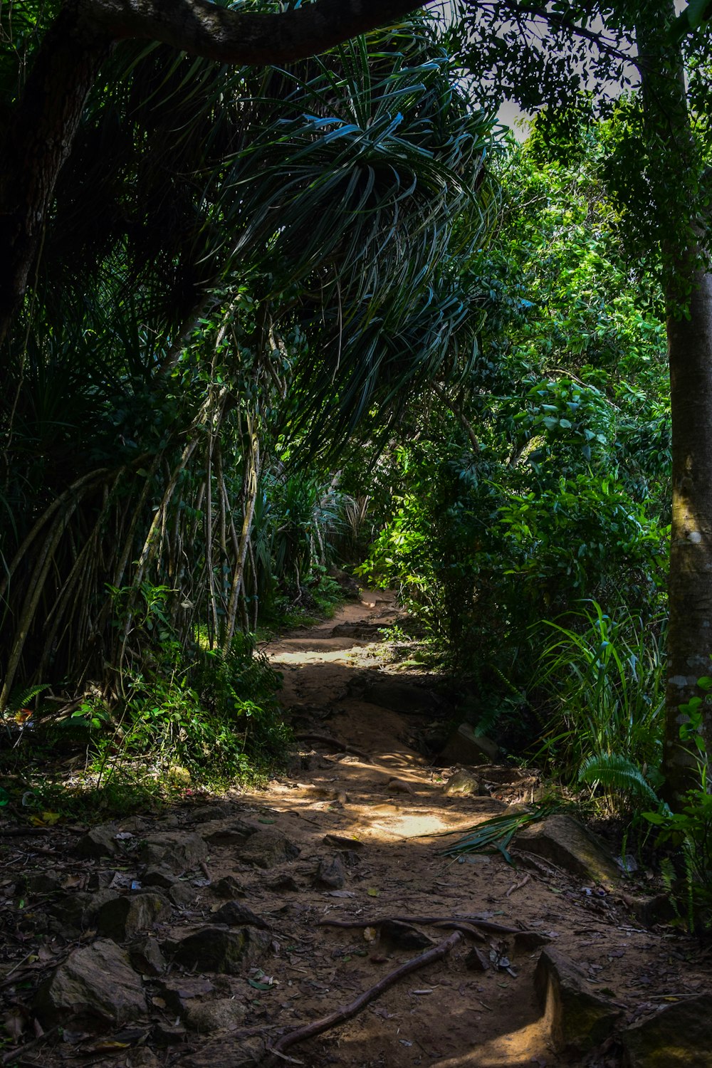 a dirt path in the middle of a forest