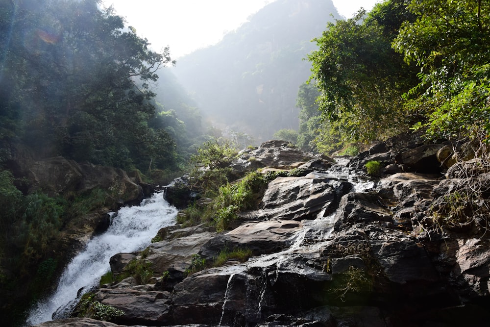 a stream running through a lush green forest