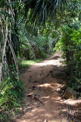 A narrow, dirt path meanders through dense green foliage. Overhanging branches and leaves create a canopy, casting dappled light onto the trail. The path is uneven, with visible rocks and roots, and is surrounded by lush vegetation.
