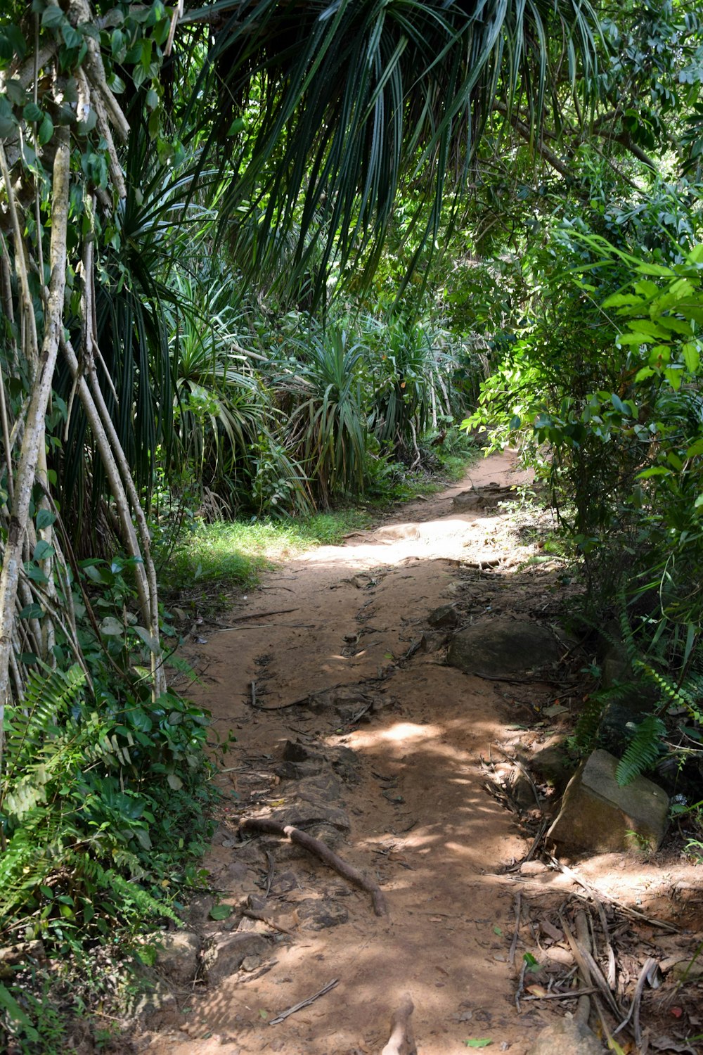 a dirt path in the middle of a forest