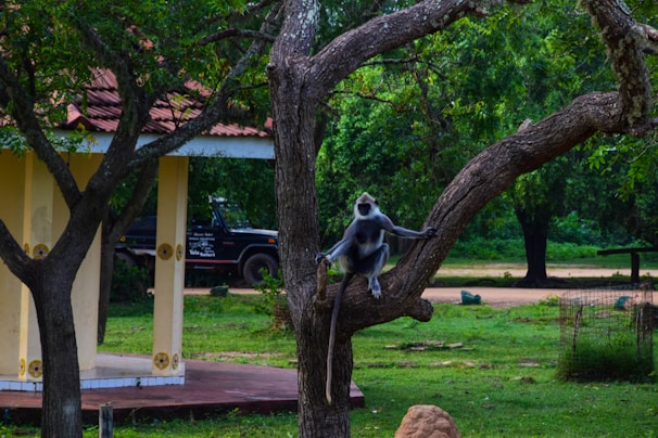 a monkey that is sitting on a tree