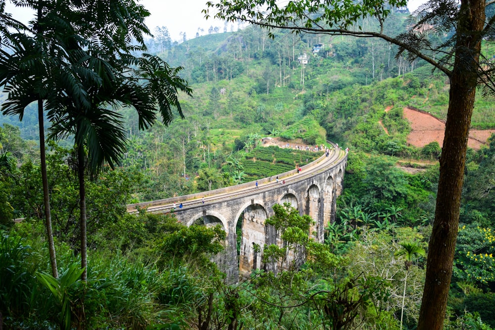 a train traveling over a bridge in the middle of a forest