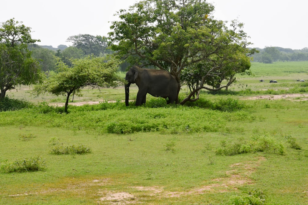 an elephant is standing in a grassy field