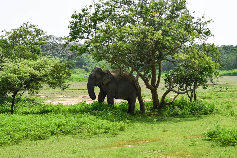 an elephant standing in a field next to a tree