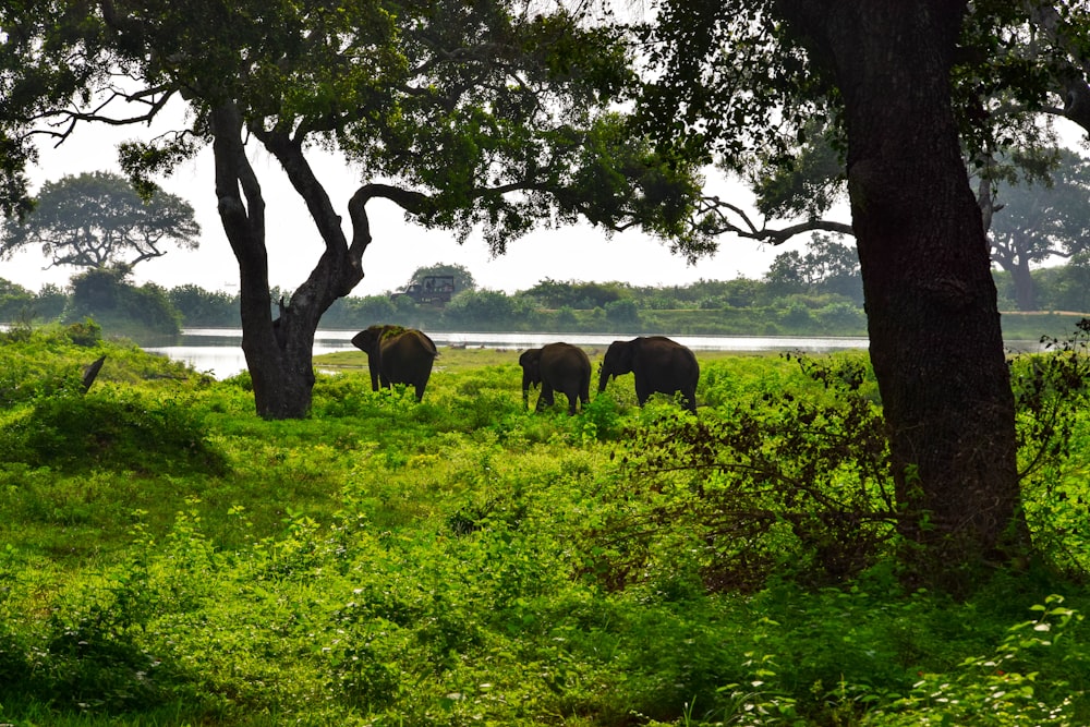 a herd of elephants grazing on a lush green field