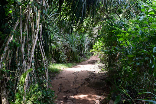 A vibrant jungle trail winding through lush Ecuadorian rainforest under a bright sky.