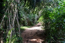 A narrow dirt path winds through a lush, dense jungle landscape. Overhanging branches and leaves create a canopy, casting dappled sunlight on the trail. Vines and ferns grow abundantly among tall, leafy trees, adding to the vibrant greenery of the scene.