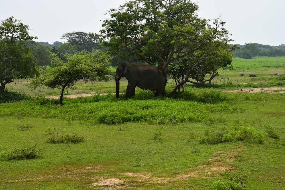 an elephant is standing in a grassy field