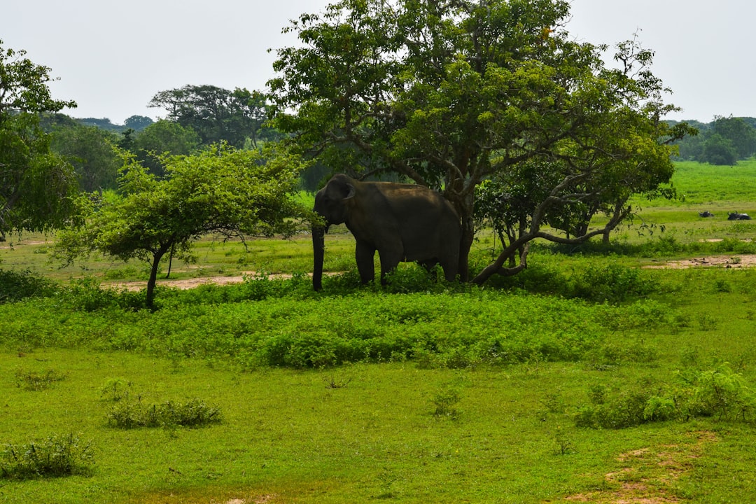 an elephant is standing in a grassy field,