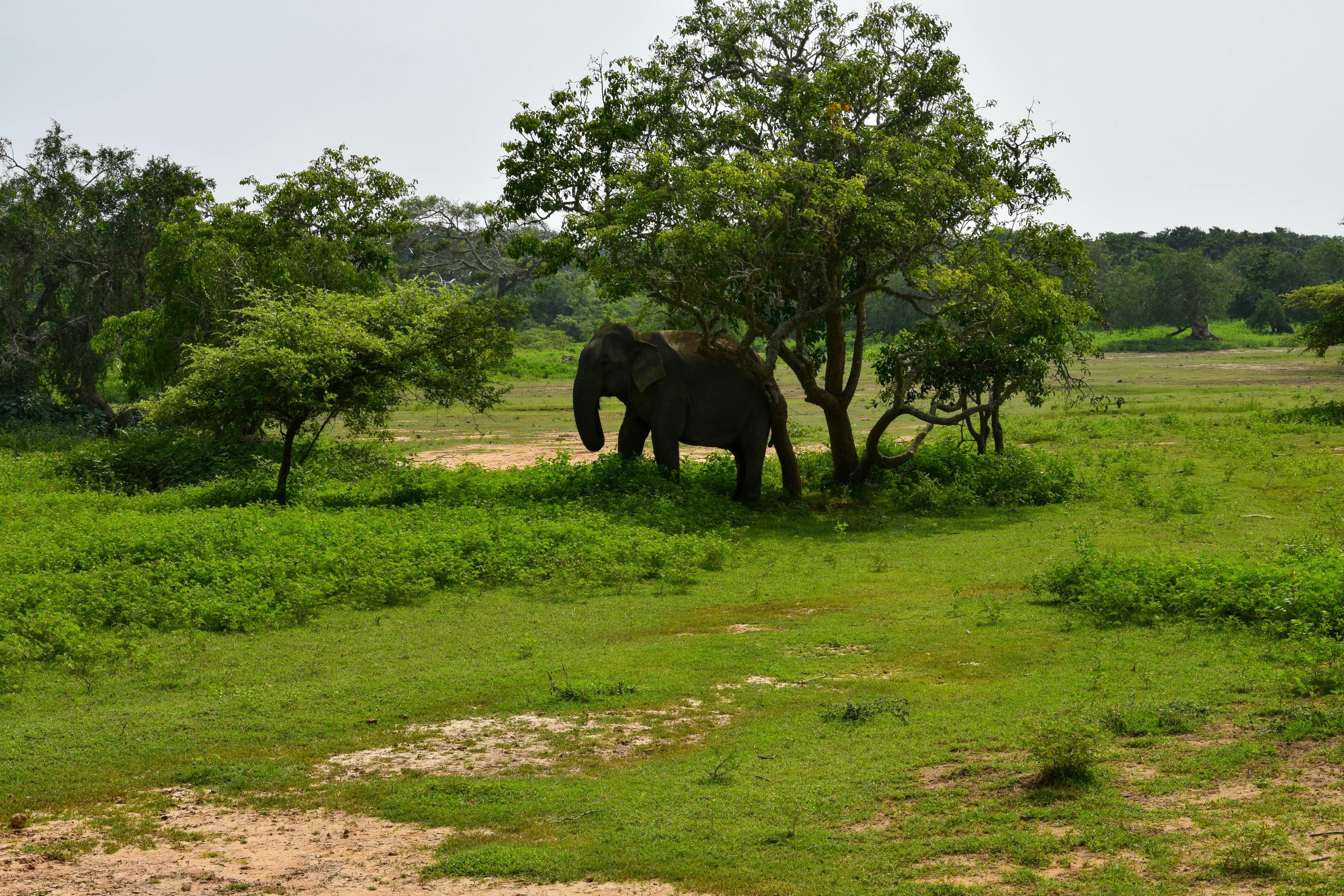 an elephant is standing in the grass near a tree