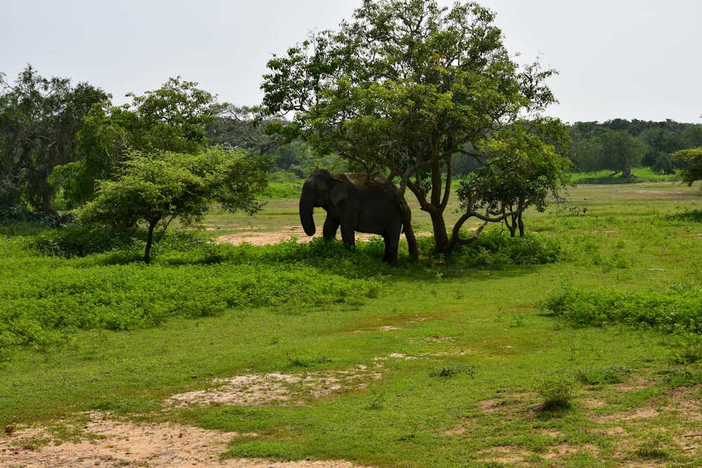an elephant is standing in the grass near a tree