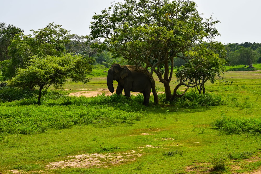 an elephant is standing in the grass near a tree