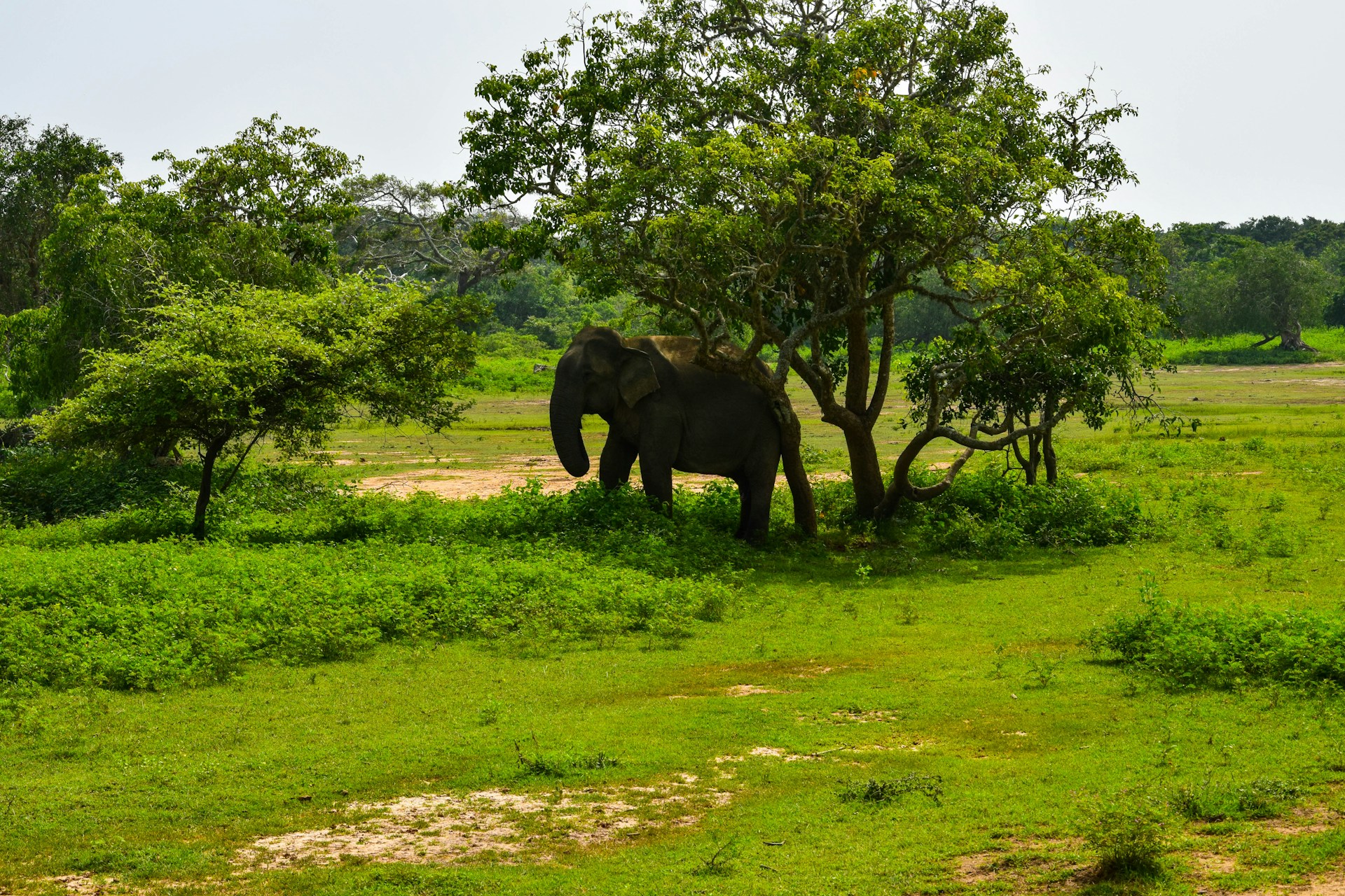 an elephant is standing in the grass near a tree