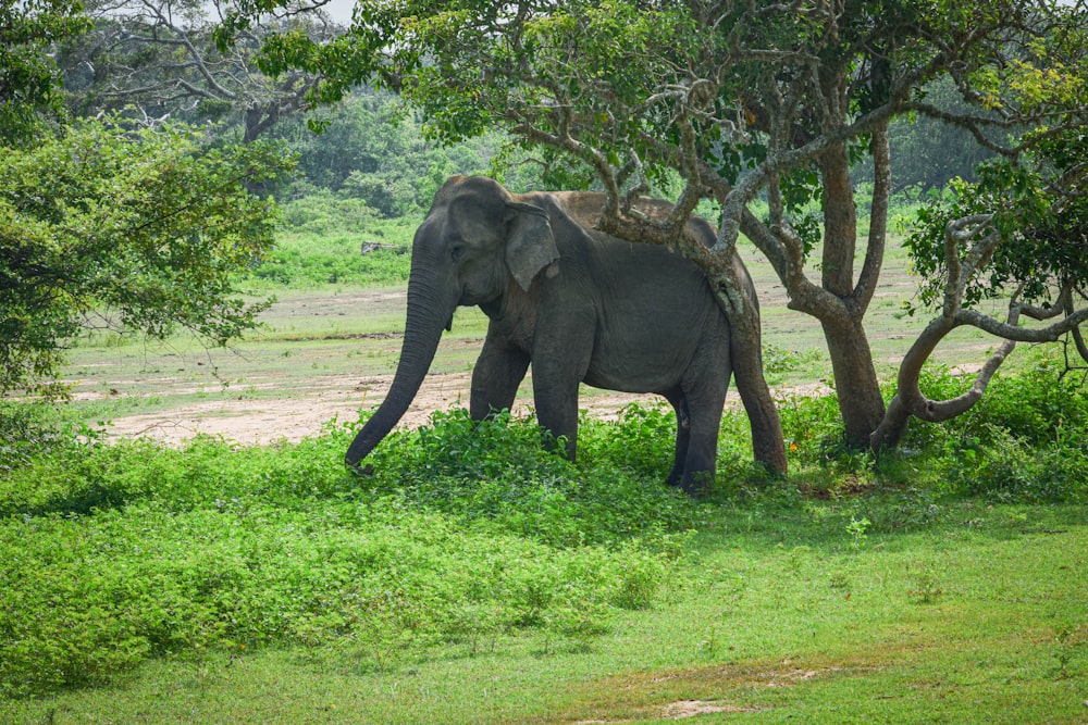 an elephant standing in a field next to a tree