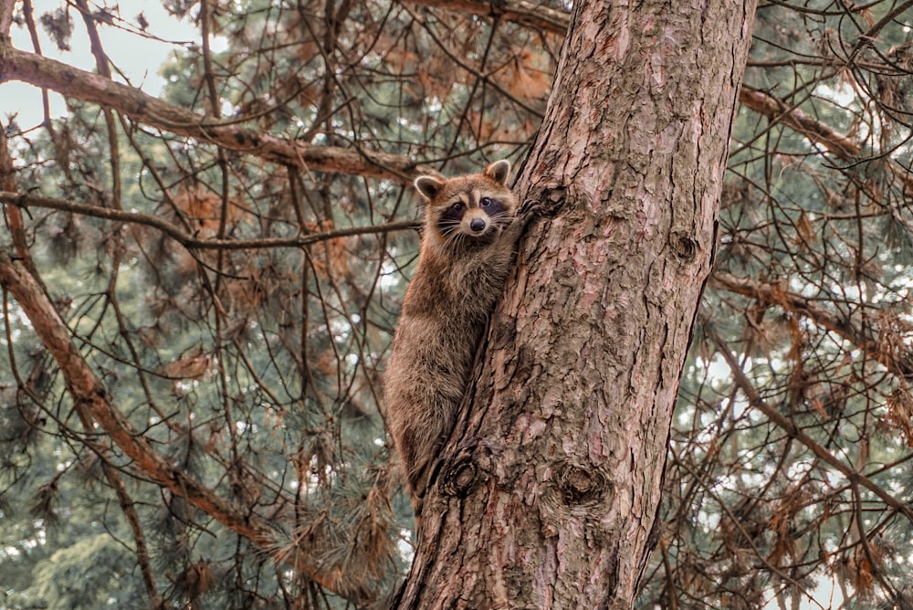 a raccoon climbing up the side of a tree