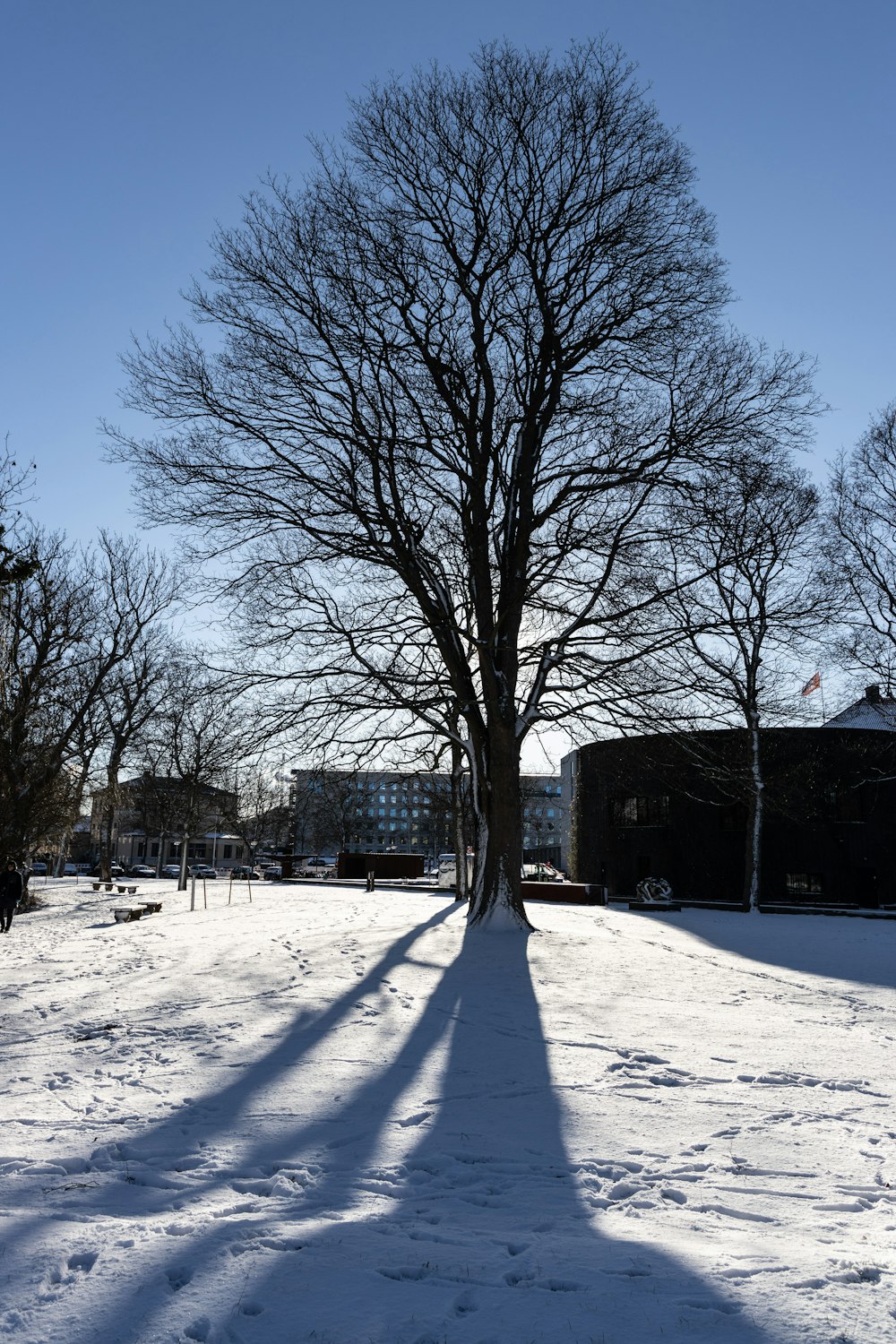 a bare tree in the middle of a snowy field