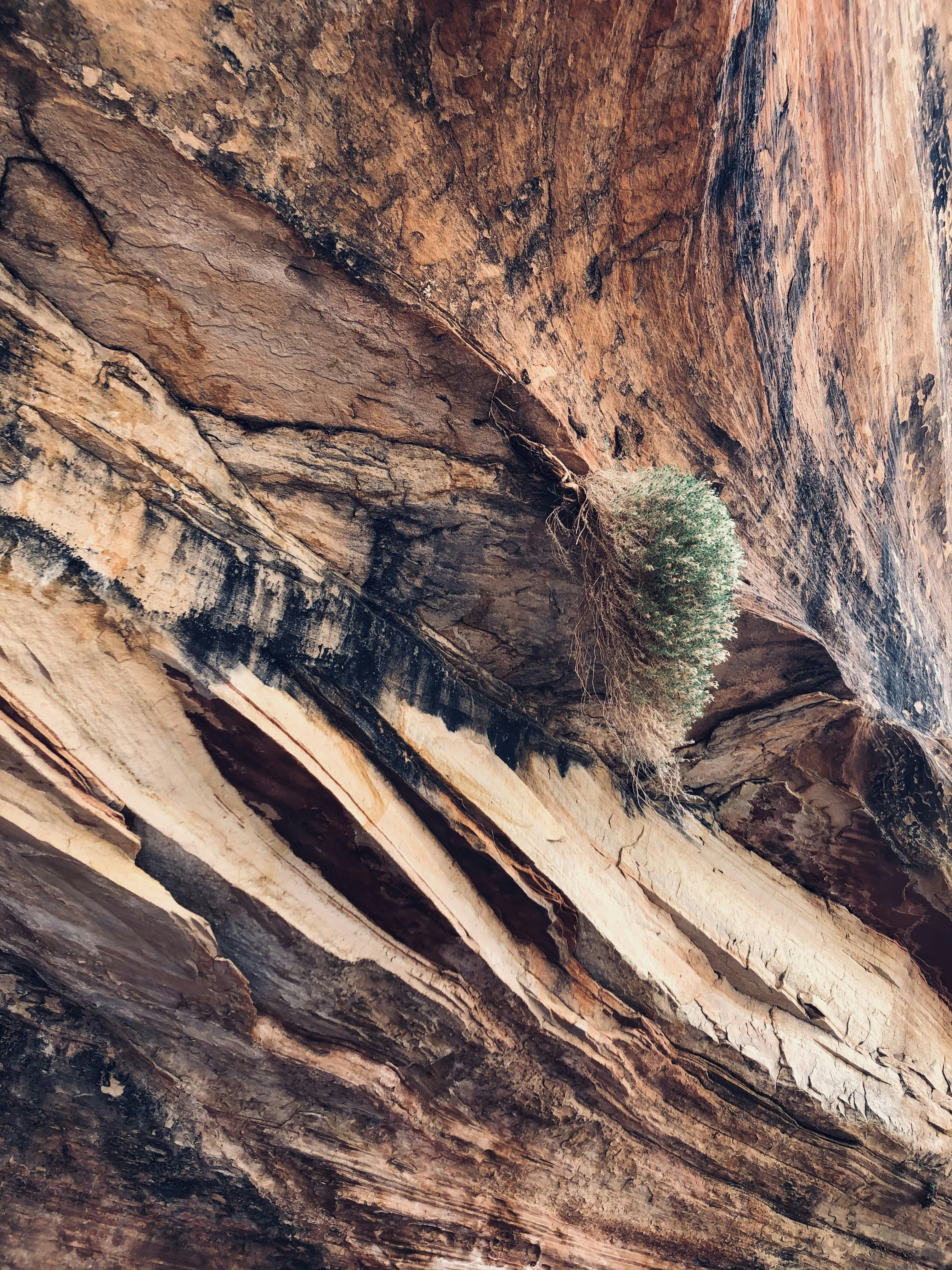 a small tree growing out of a crack in the side of a mountain