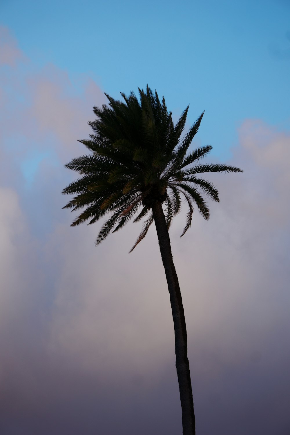 a palm tree with a blue sky in the background