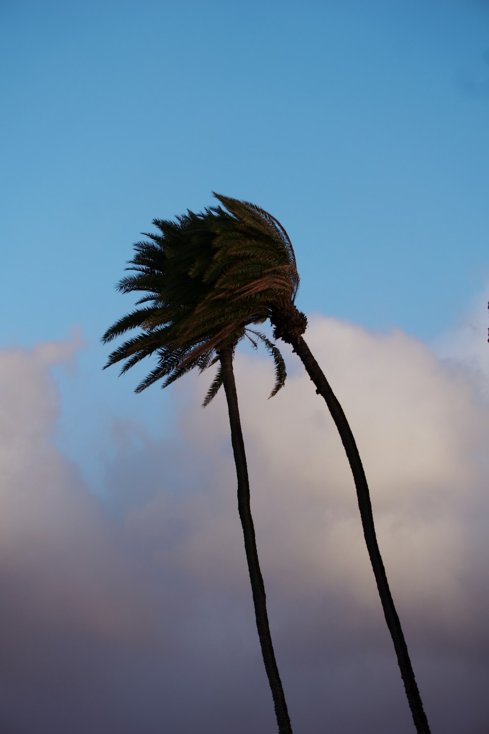 two palm trees blowing in the wind on a cloudy day