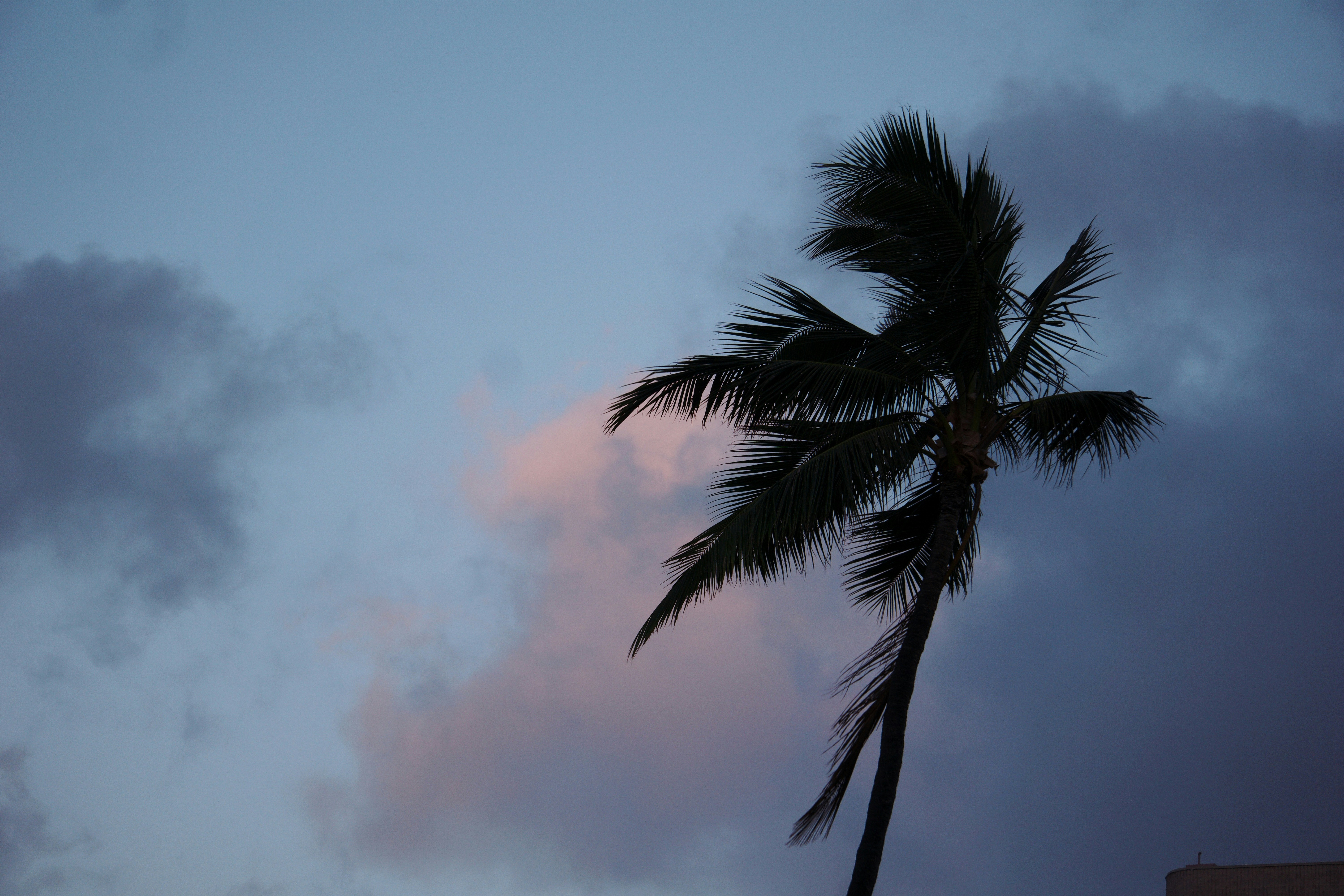 Una palmera se recorta contra un cielo nublado