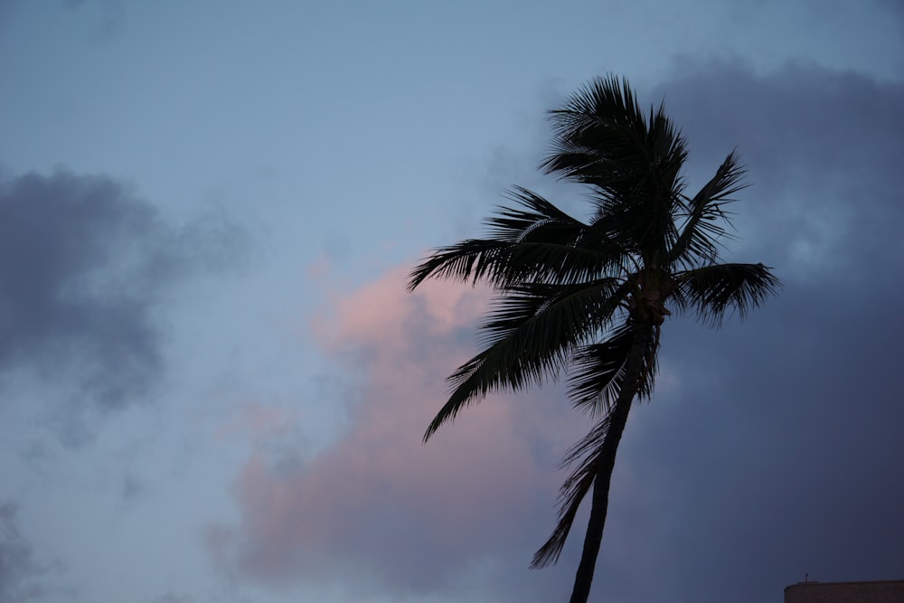 a palm tree is silhouetted against a cloudy sky