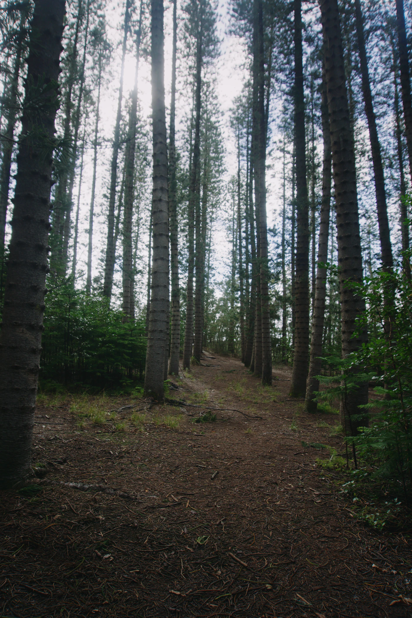 Hawaii forest walking trail for families visiting a volcano national park - Photo from Unsplash
