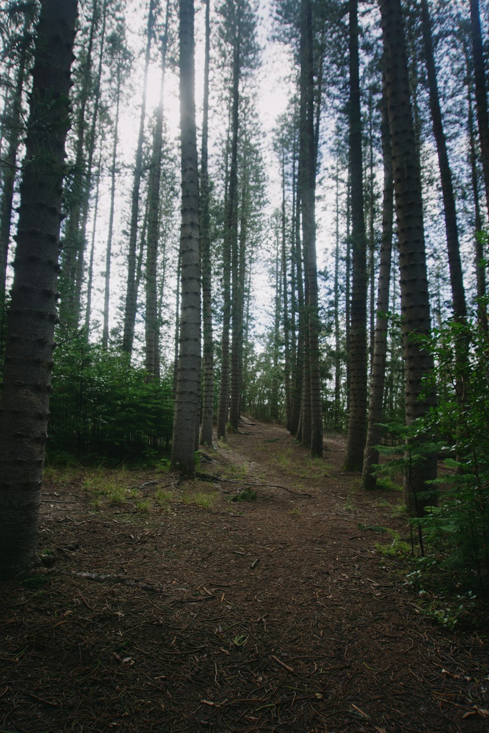 a dirt path in the middle of a forest