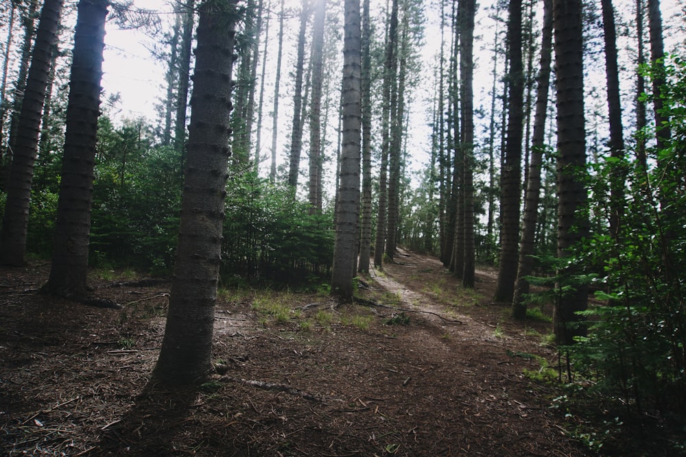 a dirt path in the middle of a forest