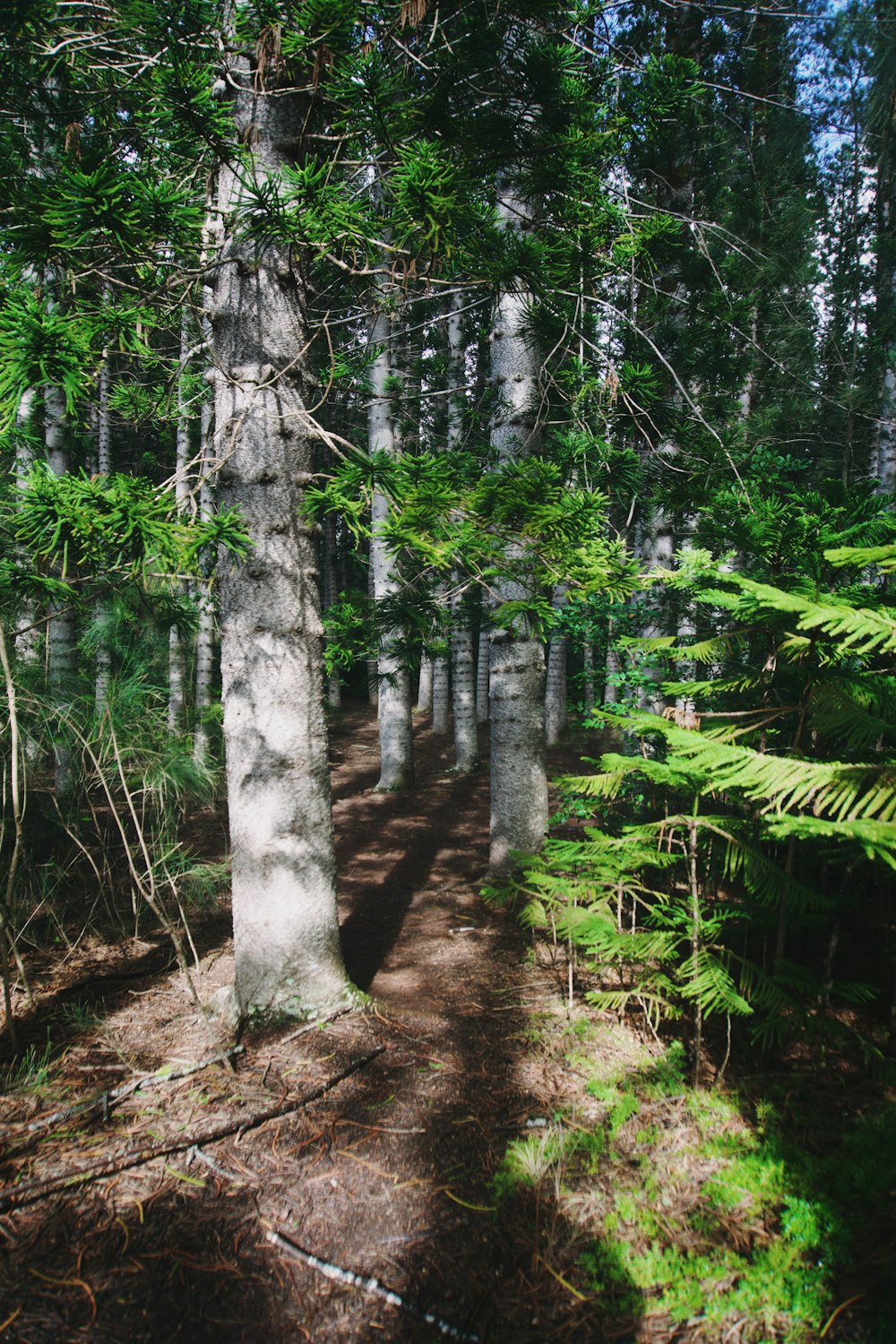 a path in the middle of a forest with lots of trees