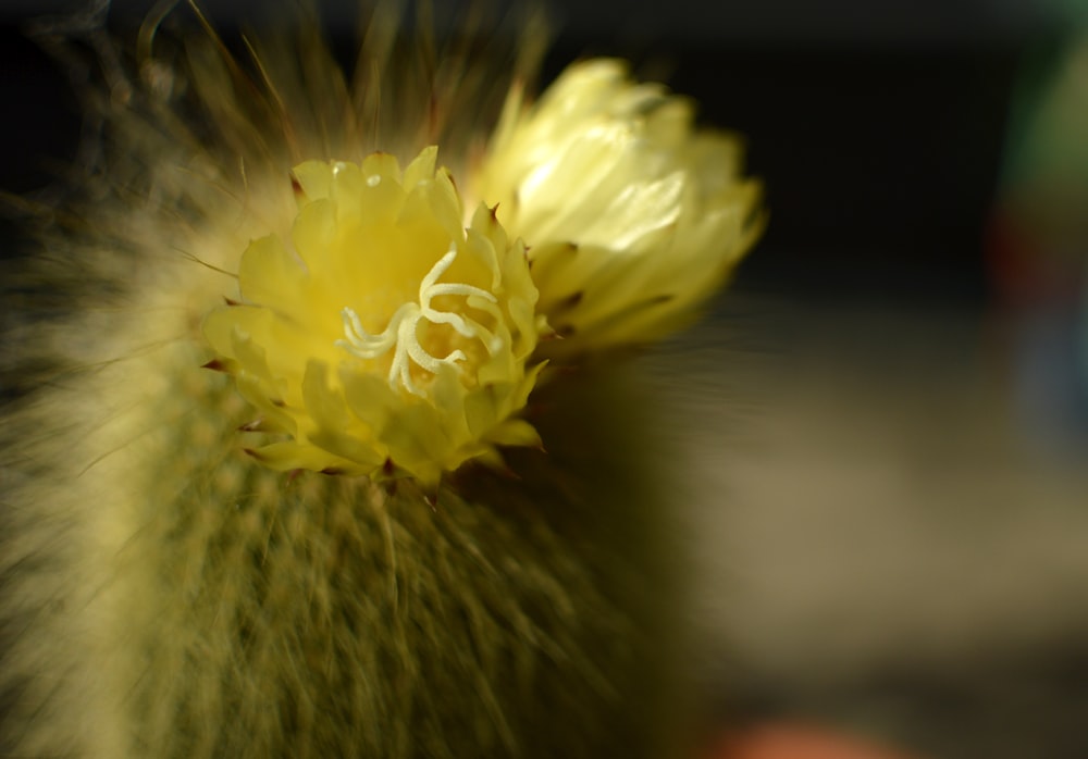 a close up of a yellow flower on a cactus