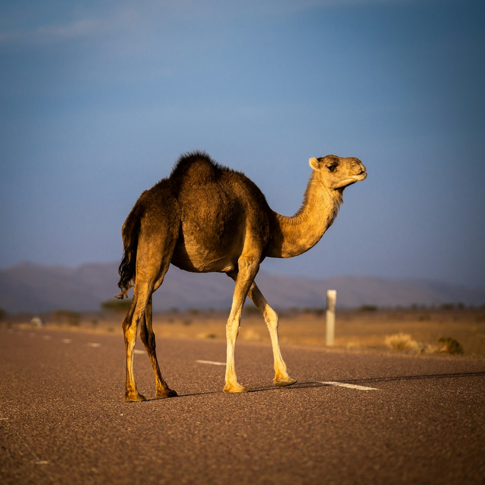 a camel walking across a road in the desert