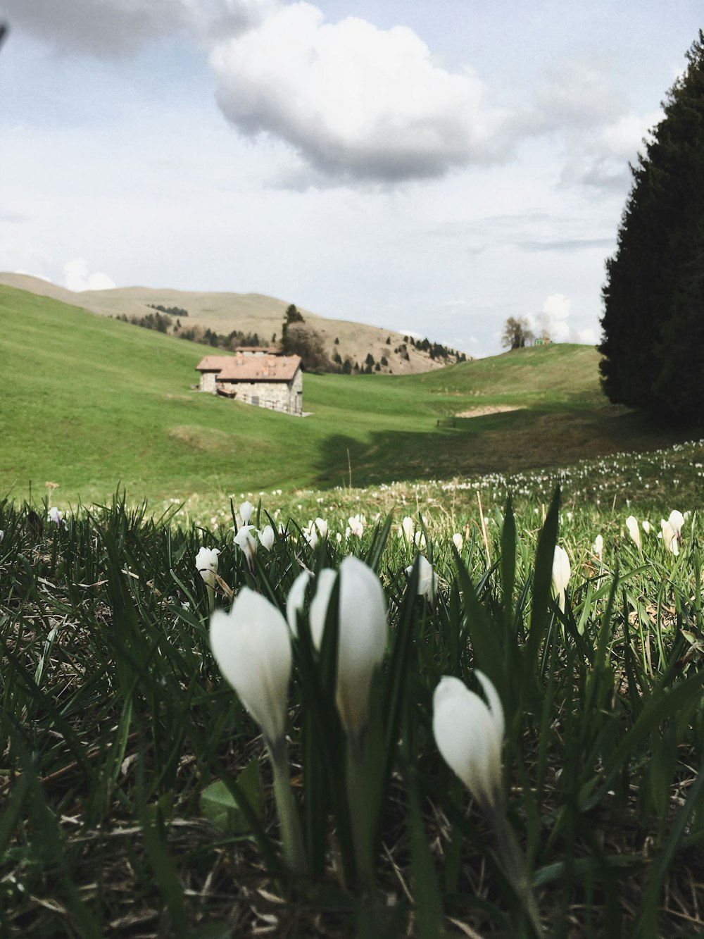 a group of white flowers sitting on top of a lush green field