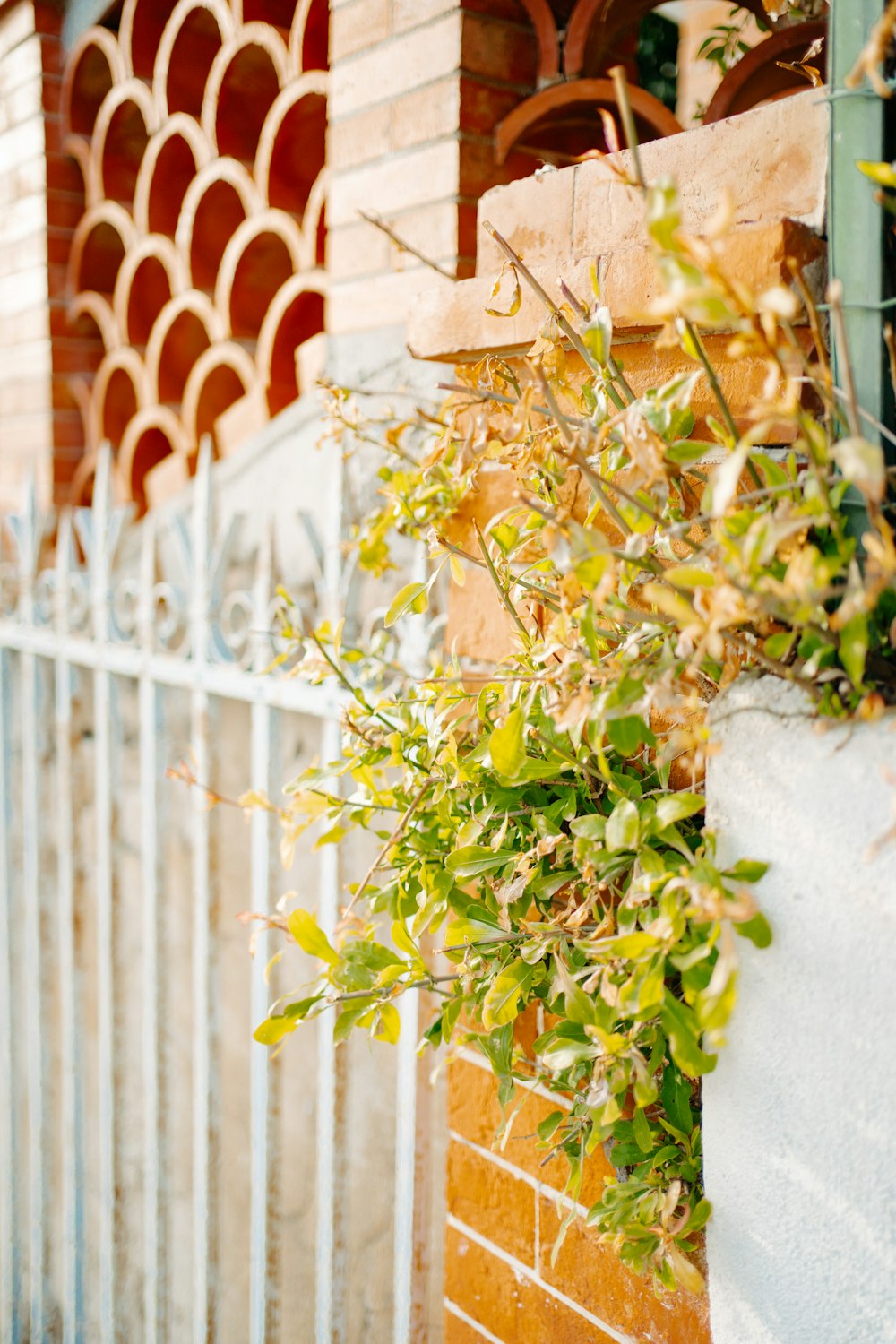 a plant is growing on the side of a building