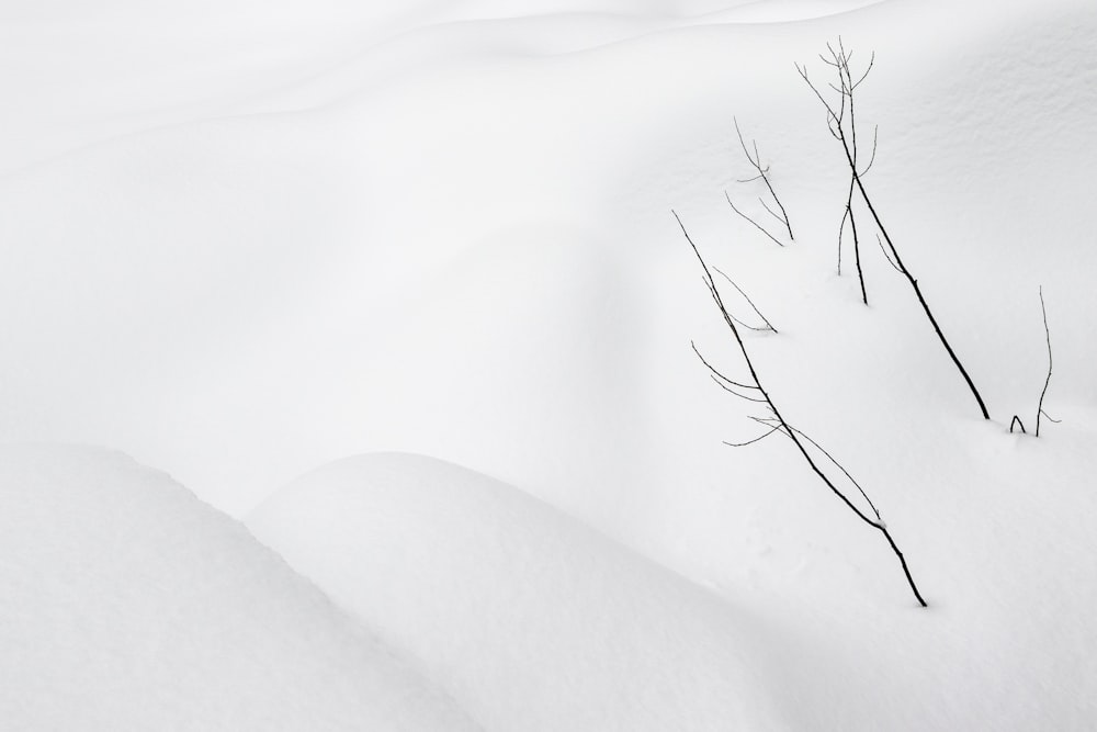 a snow covered field with trees in the middle of it