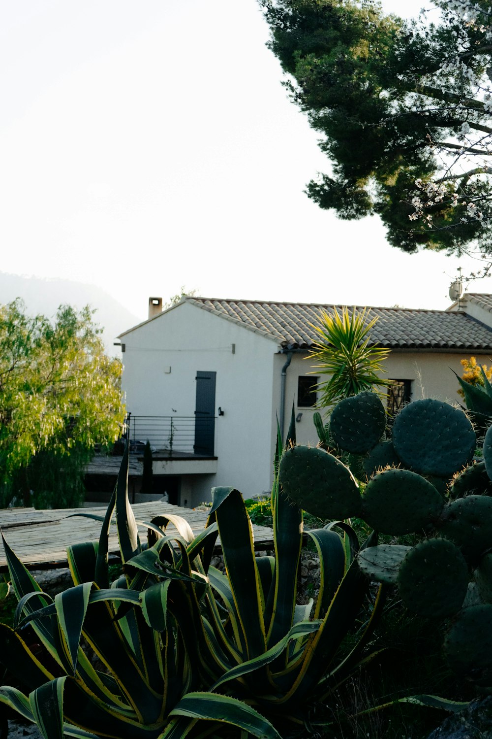 a house with a cactus garden in front of it