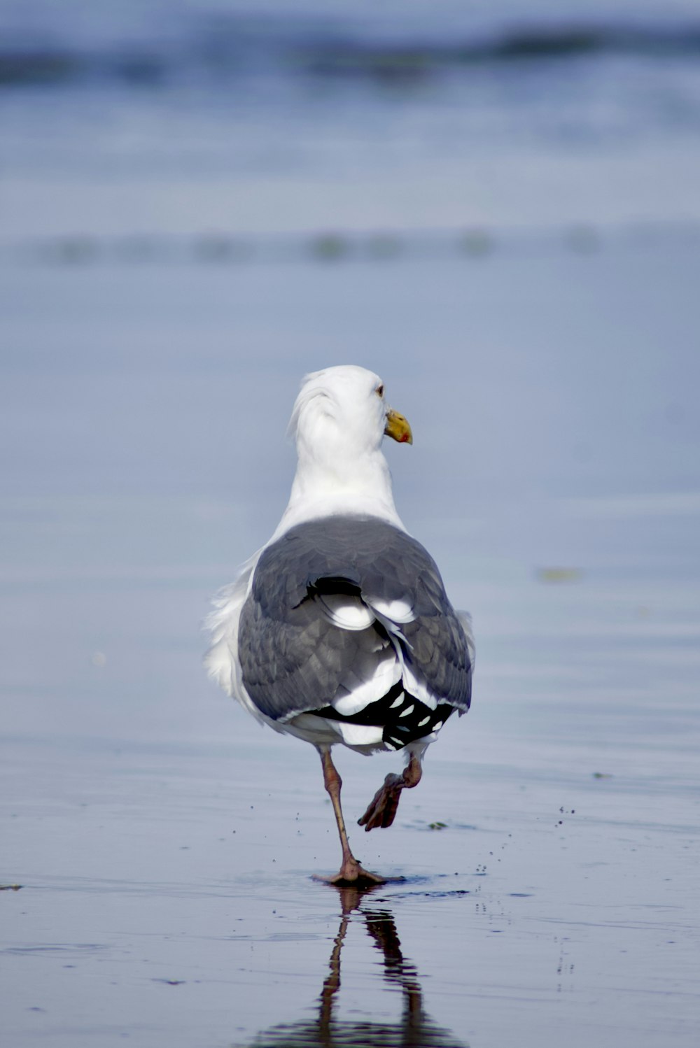 a seagull standing on the beach looking for food