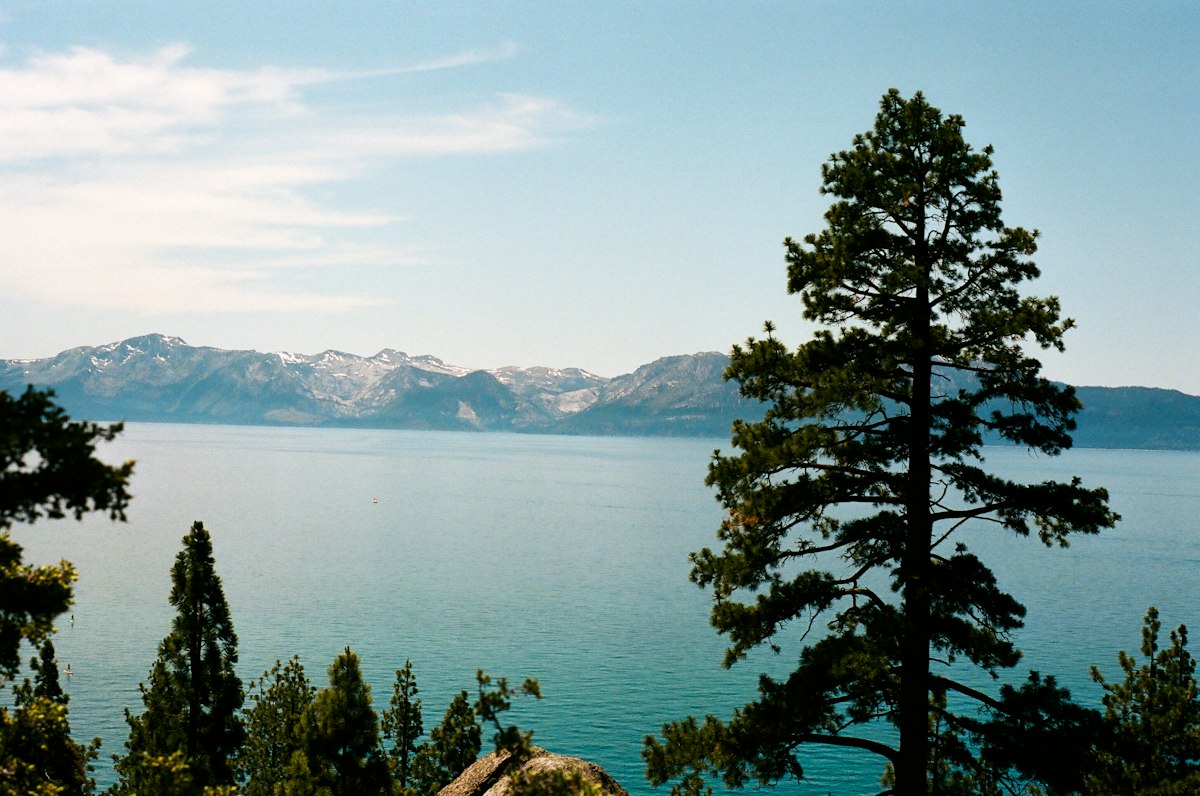 Lake Tahoe in deep turquoise, a mountain ridge streaked with snow along the far shore, a tall pine in silhouette on the right of the foreground and low conifers on the left, under a pale blue sky