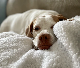 A serene dog resting comfortably on a soft blanket, eyes closed in relief.