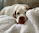 A happy dog lying comfortably on a soft blanket.