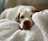 A happy dog lying comfortably on a soft blanket.