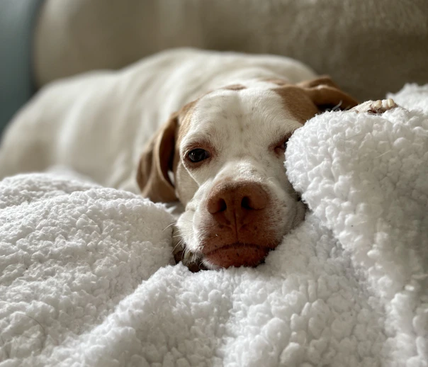 A serene dog resting comfortably on a soft blanket, eyes closed in relief.