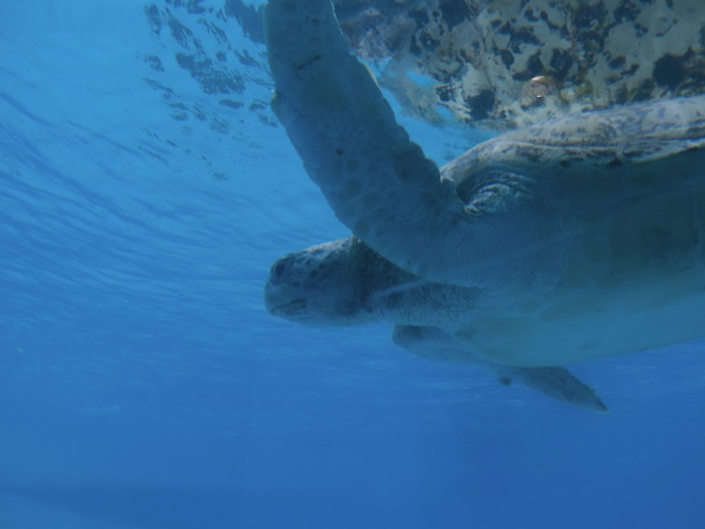 a turtle swimming under the water in the ocean