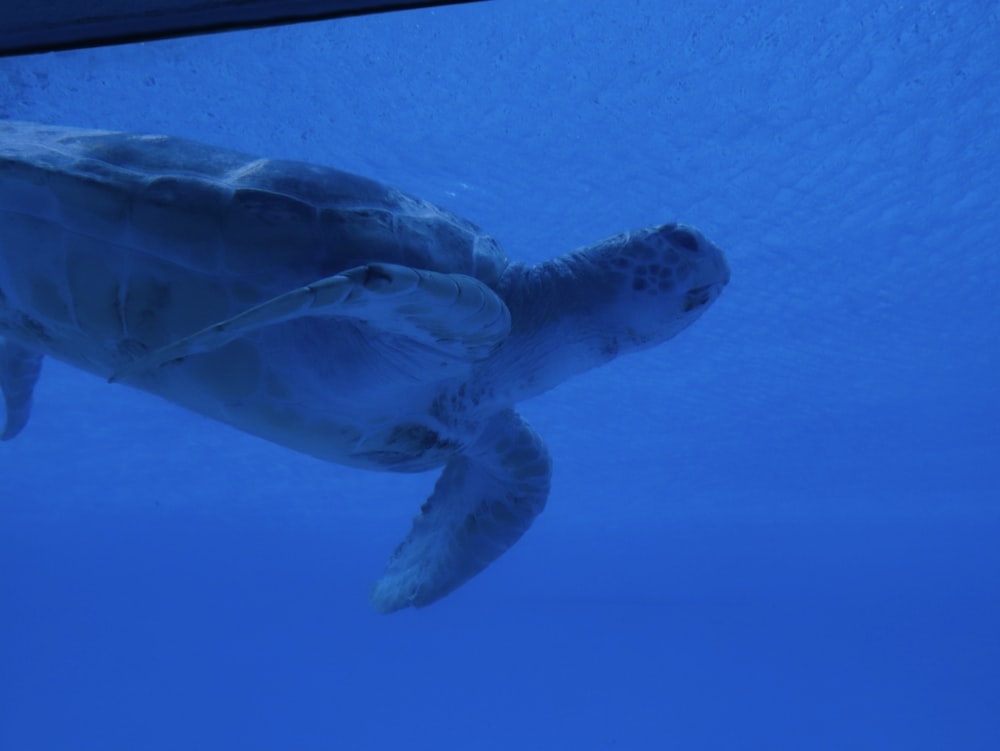 a turtle swimming under the water in the ocean