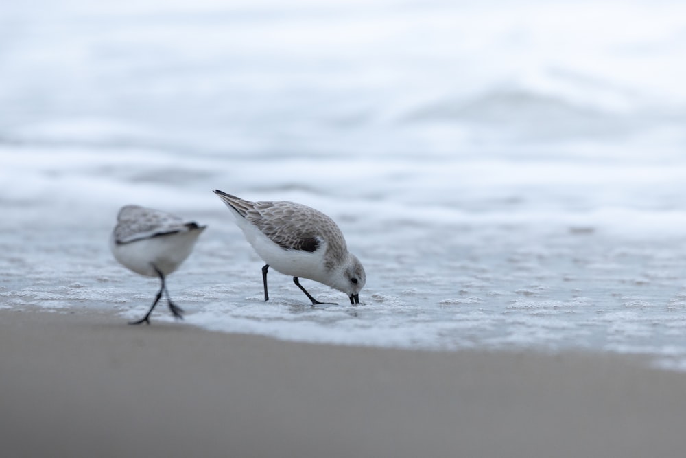 a couple of birds standing on top of a sandy beach