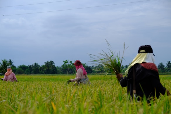 a group of people in a field of grass