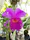 Close-up of a vibrant purple orchid blooming in natural light