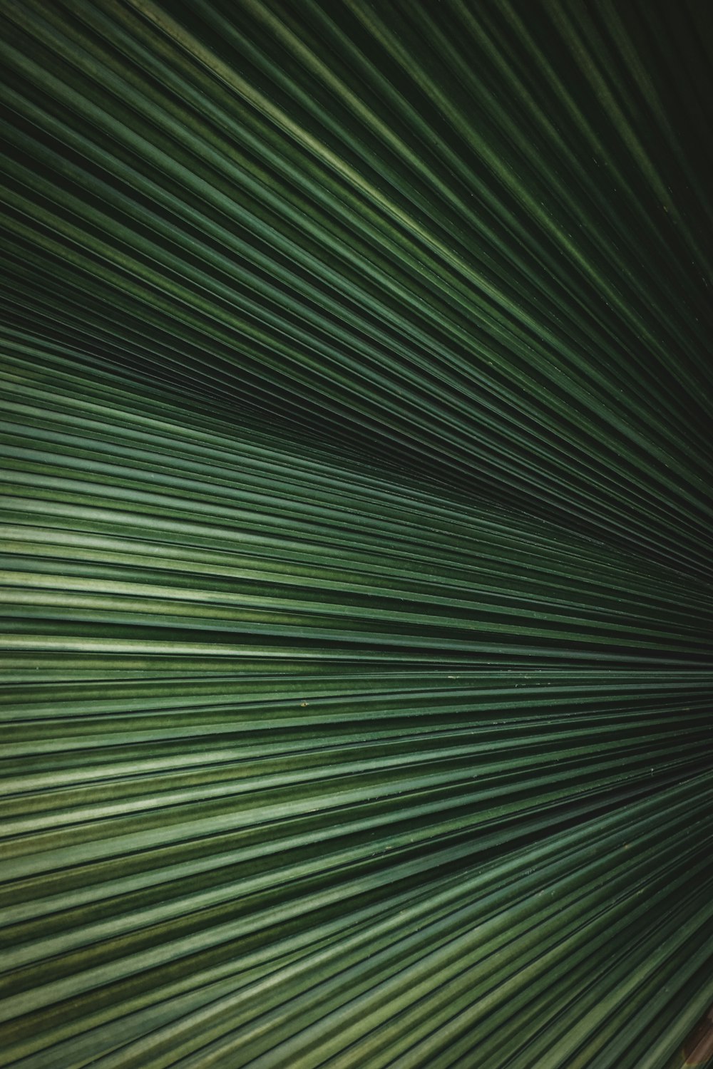 a close up view of a green palm leaf