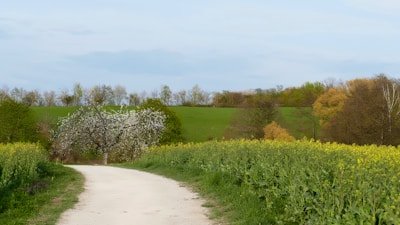 Peaceful walking path through lush Dordogne countryside with wildflowers and blue sky.
