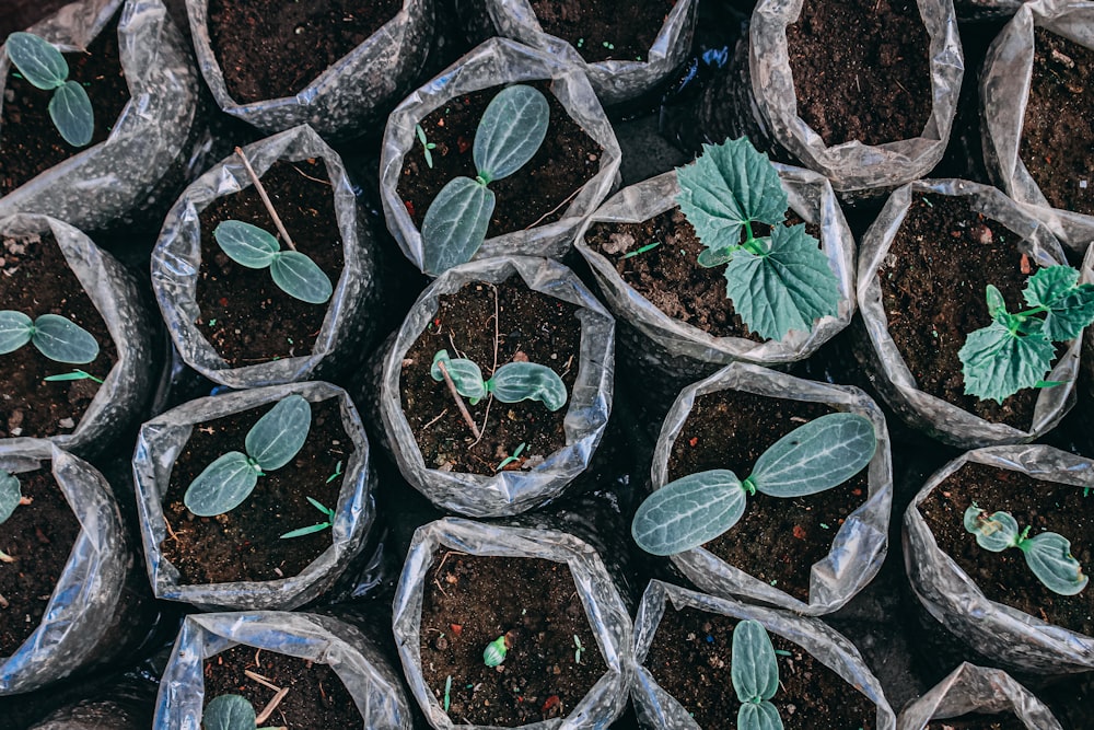 a bunch of bags filled with dirt and plants